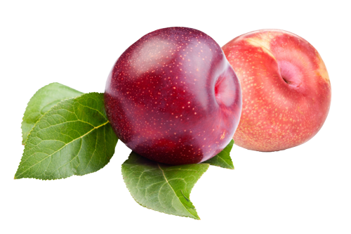 plums-modal Plums