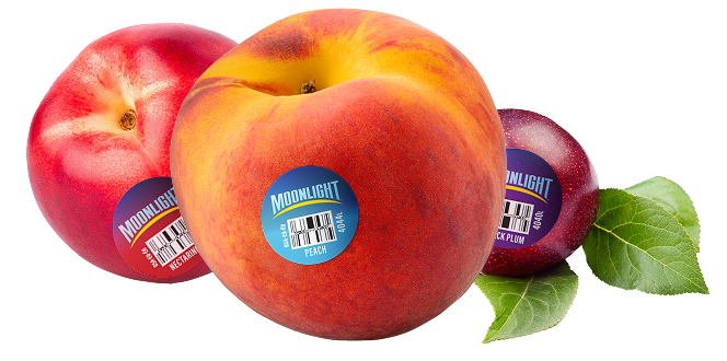 Moonlight peach with sticker next to a red nectarine and a dark red plum with green leaves.