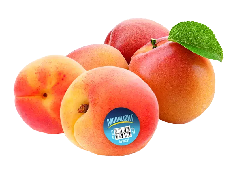 Harvesting ripe apricots in orchard